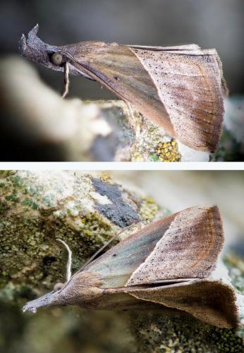 Hypena lividalis